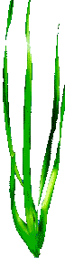 seaweed
