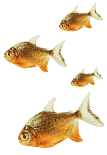 four identical fish