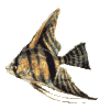 angelfish