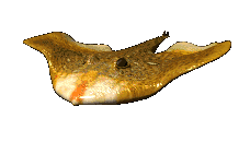 Ray swimming