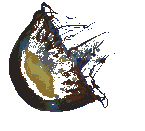 brown jellyfish