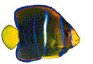 fish with bubbles coming out of its mouth