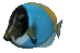 powder blue tang fish